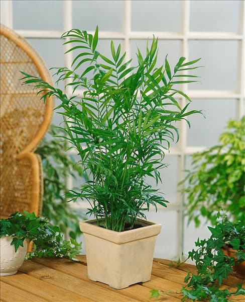 Chamaedorea elegans