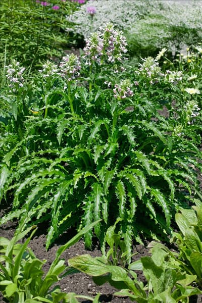Morina longifolia