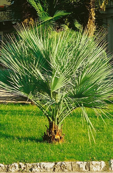 BRAHEA ARMATA PALM TREE