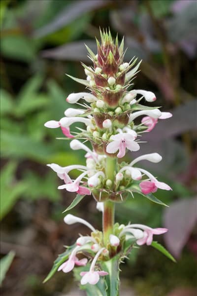 Morina longifolia