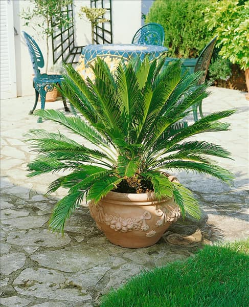 Cycas revoluta
