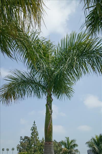Bentinckia nicobarica