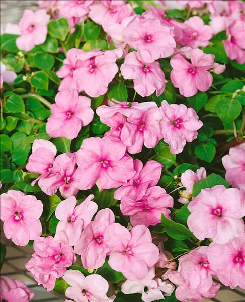 IMPATIENS CAJUN PINK NEW