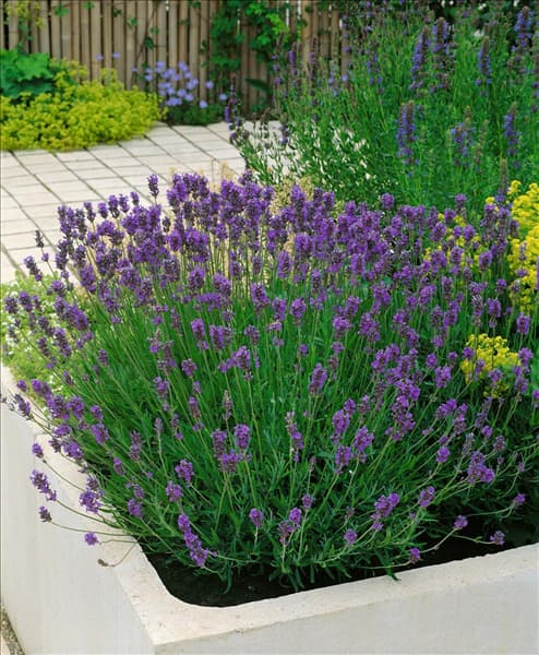Lavandula angustifolia Munstead