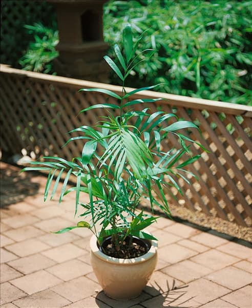 Chamaedorea seifrizii