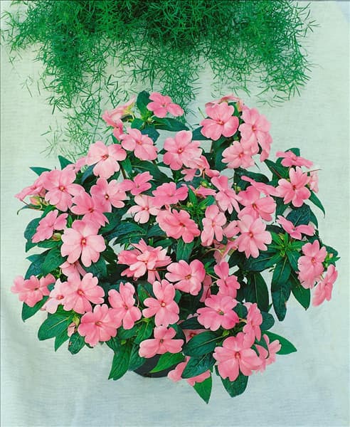 IMPATIENS New Guinea Clear Pink
