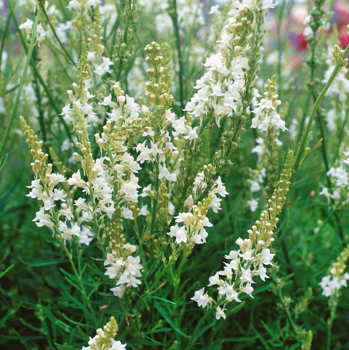 LINARIA PURPUREA ALBA