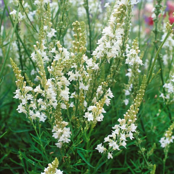 LINARIA PURPUREA ALBA