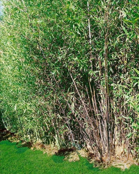 Phyllostachys nigra