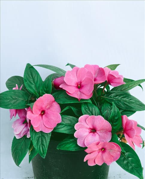 IMPATIENS New Guinea Delias