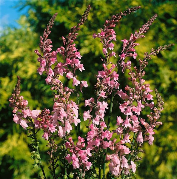 LINARIA PURPUREA CANON J. WENT
