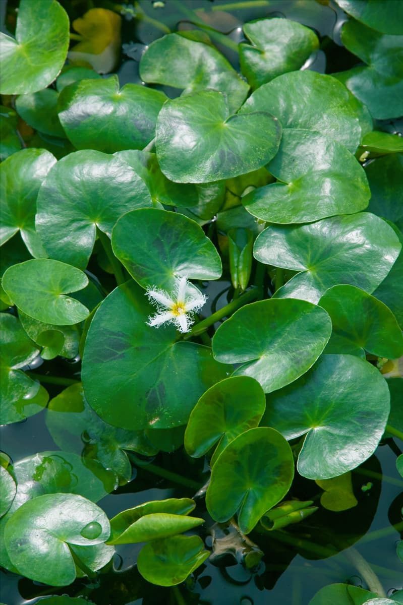 Nymphoides sp.