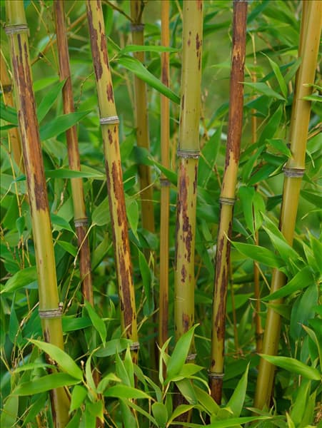 Phyllostachys nigra Boryana
