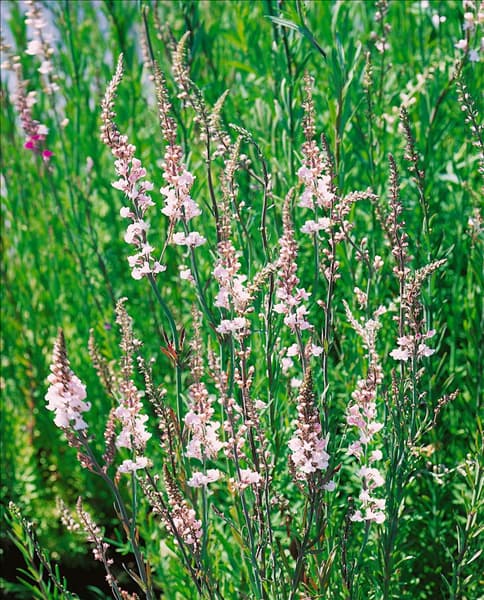 LINARIA PURPUREA CANON J. WENT