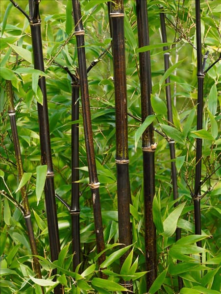 Phyllostachys nigra