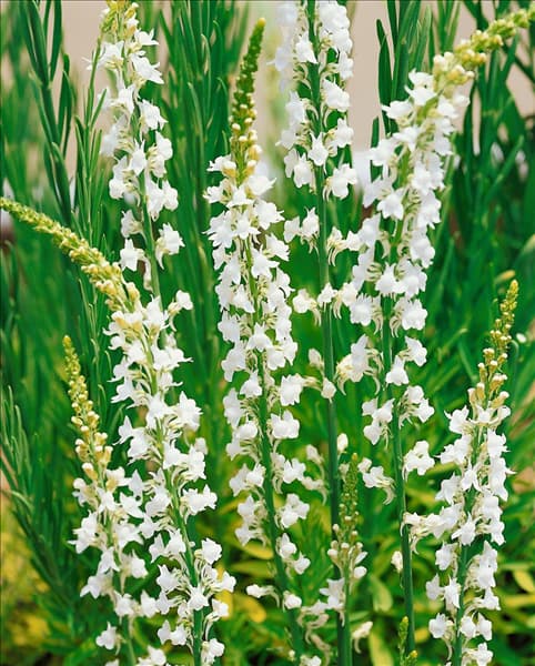 LINARIA PURPUREA ALBA