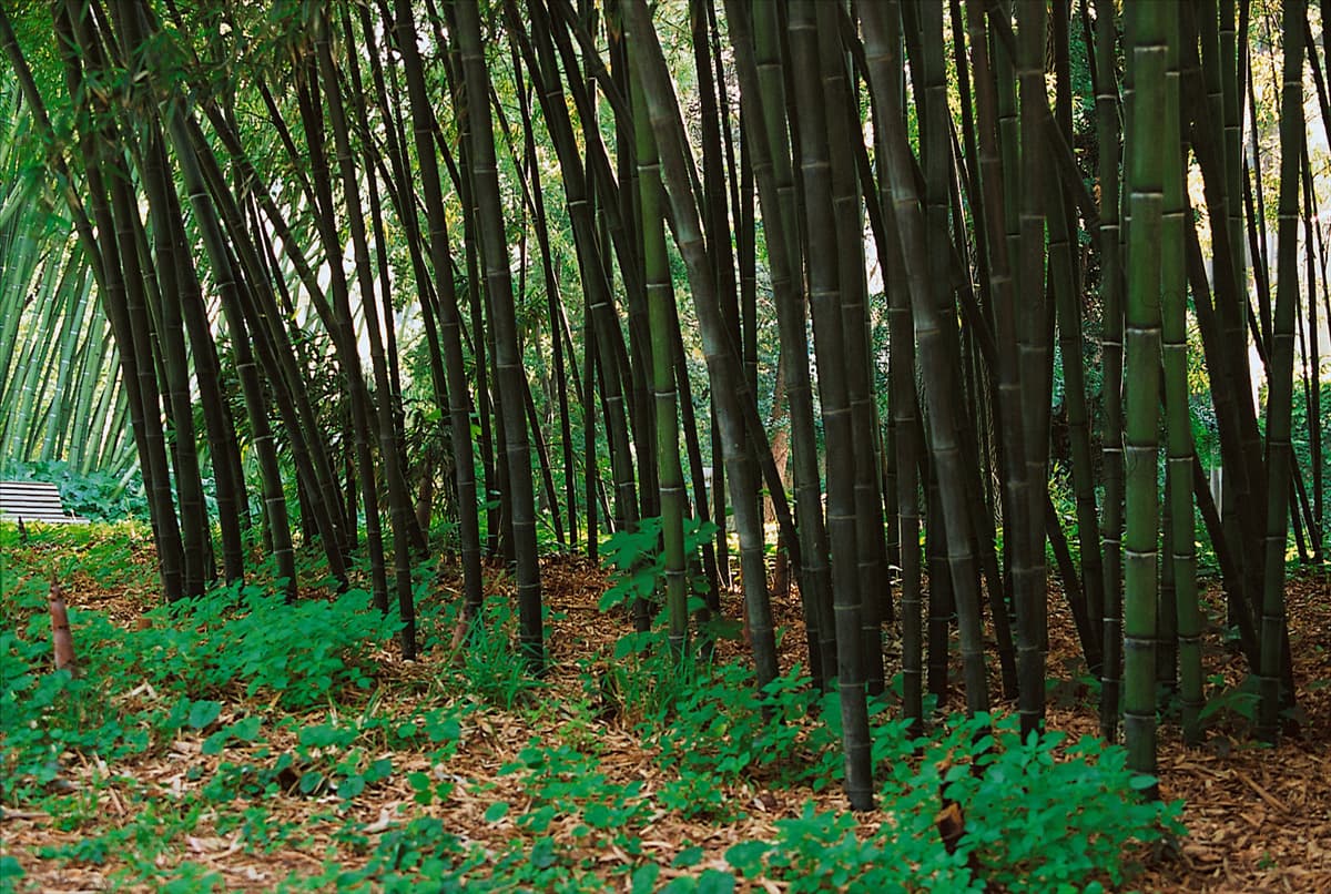 Phyllostachys nigra f. punctata