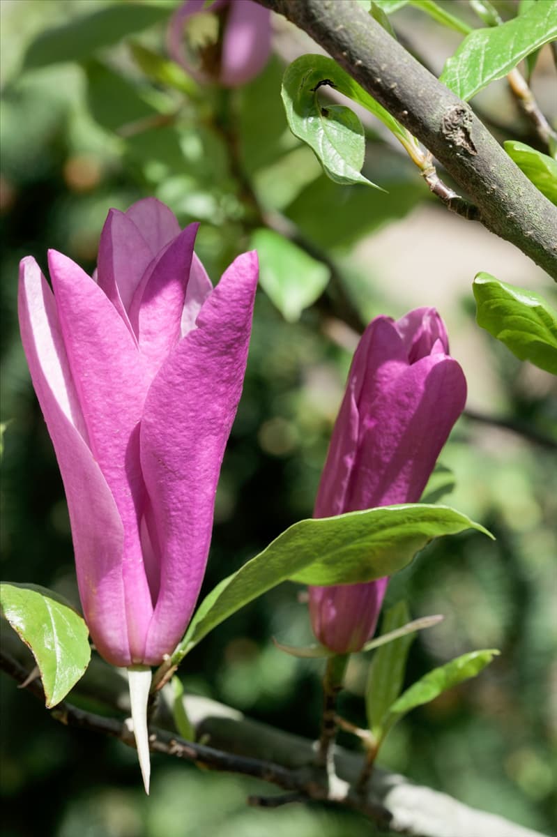 Magnolia Randy