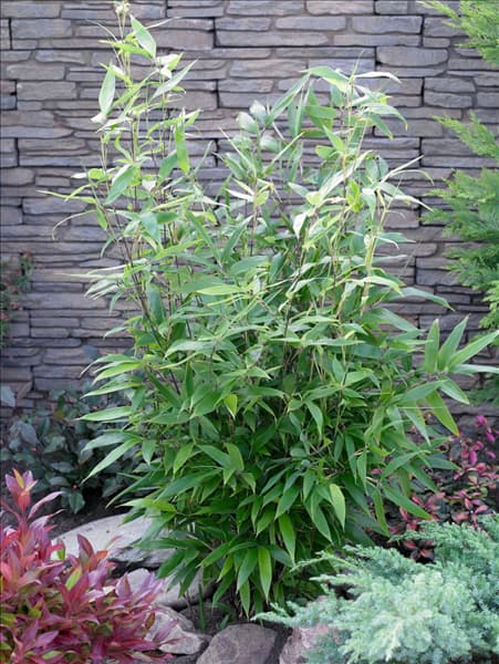 Phyllostachys nigra