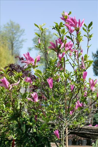 Magnolia Randy