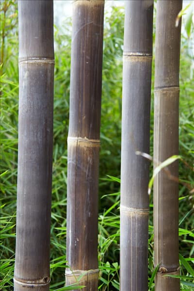 Phyllostachys nigra