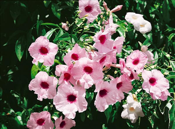 Pandorea jasminoides