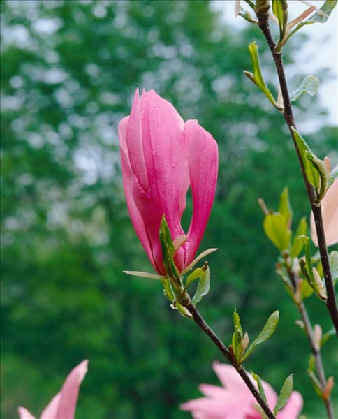 MAGNOLIA BETTY