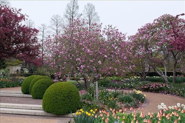 Magnolia Randy