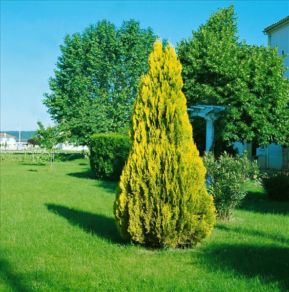 Platycladus orientalis Elegantissima