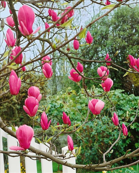 Magnolia x soulangeana Jane