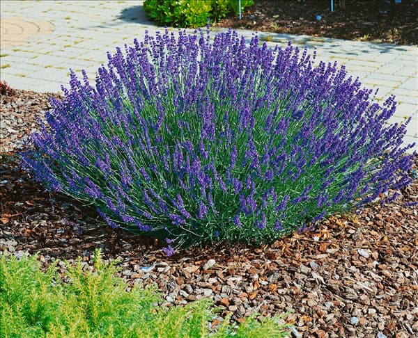 LAVANDULA ANGUSTIFOLIA HIDCOTE / LAVENDEL
