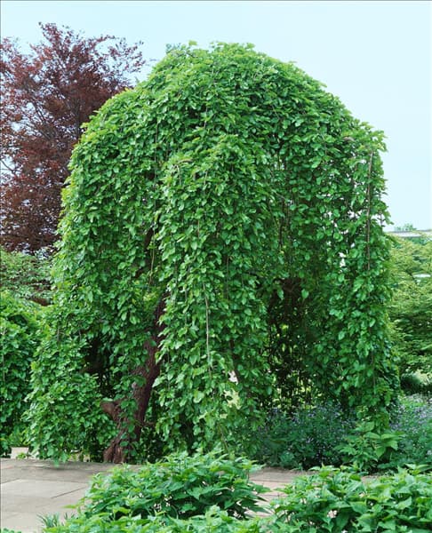 MORUS ALBA PENDULA
