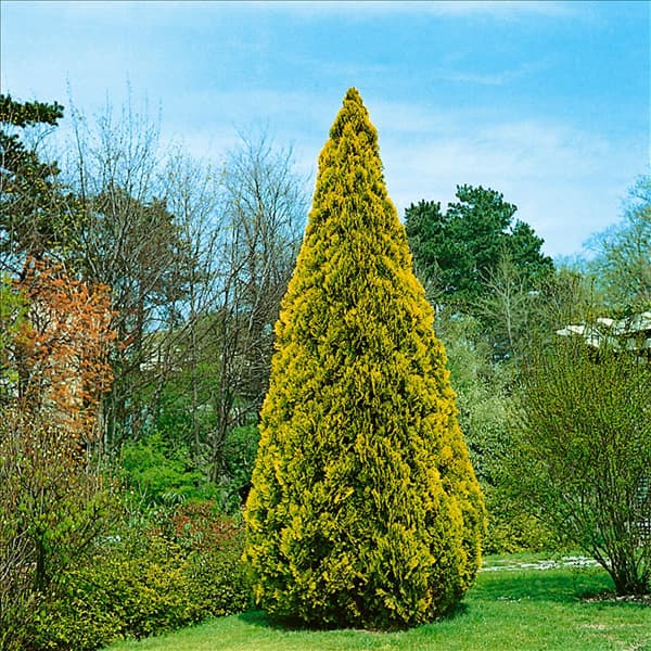 Platycladus orientalis Elegantissima