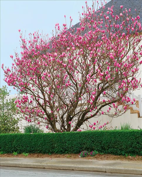 Magnolia x soulangeana Jane