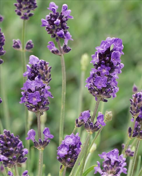 Lavandula angustifolia Ellagance Sky
