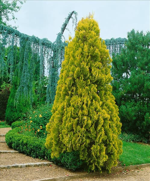 Platycladus orientalis Elegantissima