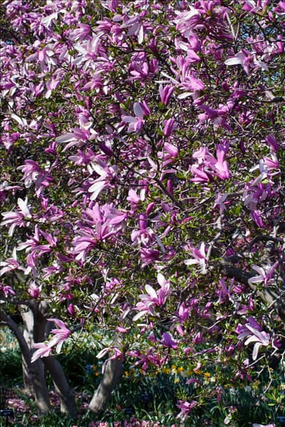 Magnolia Randy