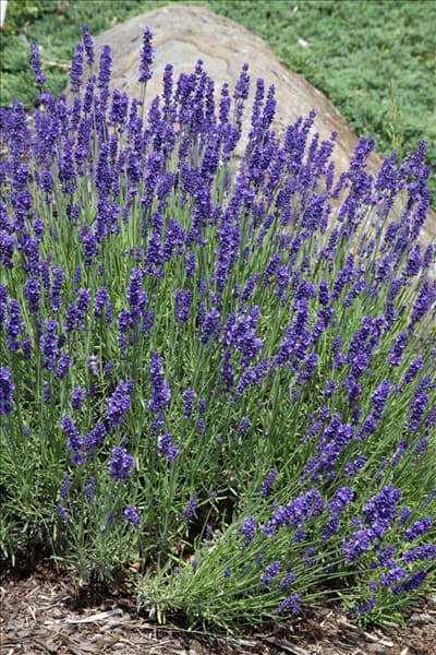 Lavandula angustifolia