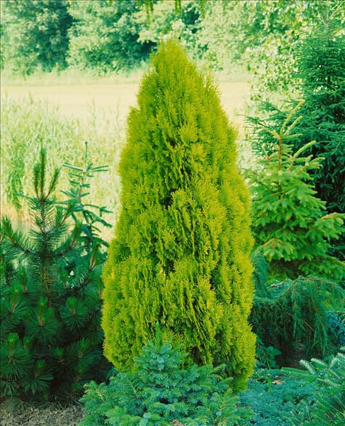 Platycladus orientalis Elegantissima