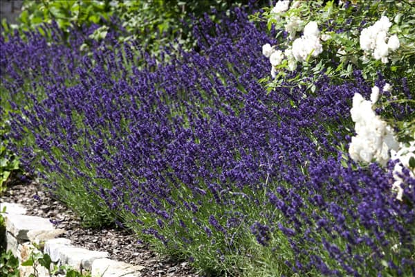 Lavandula angustifolia