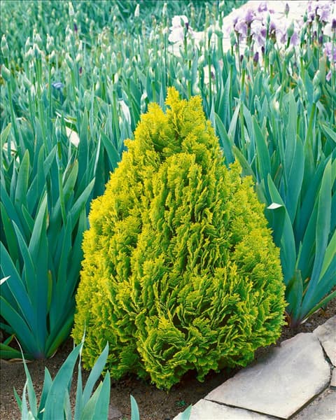 Platycladus orientalis Elegantissima