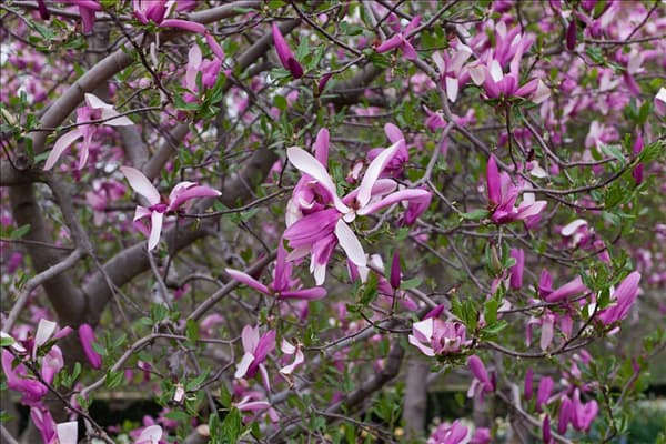 Magnolia Randy