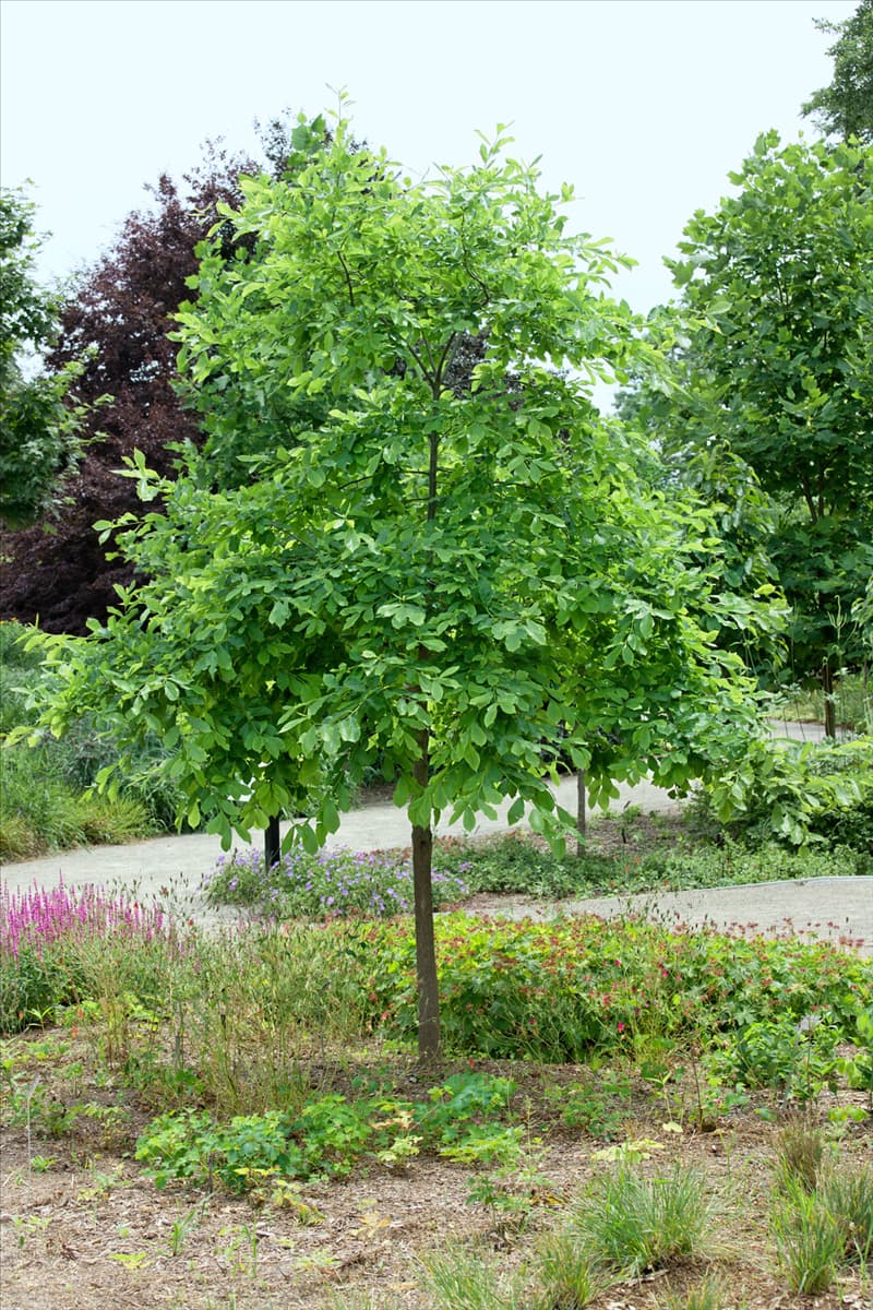 Nyssa sylvatica