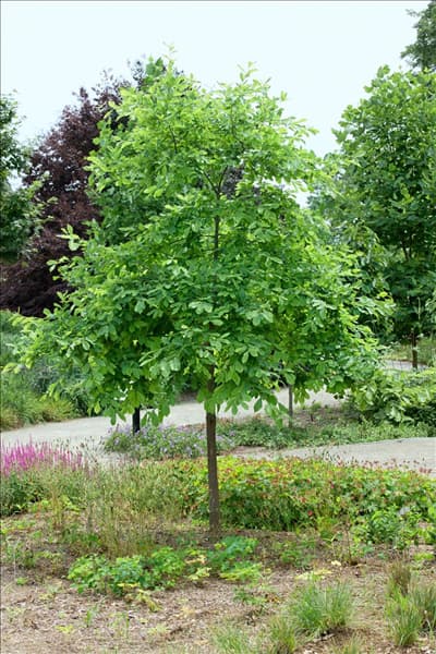 Nyssa sylvatica
