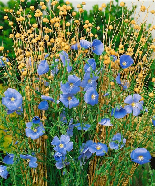 LINUM PERENNE / BLUE