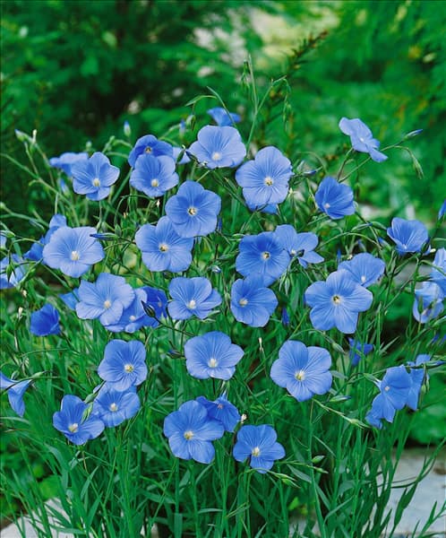 LINUM PERENNE / BLUE