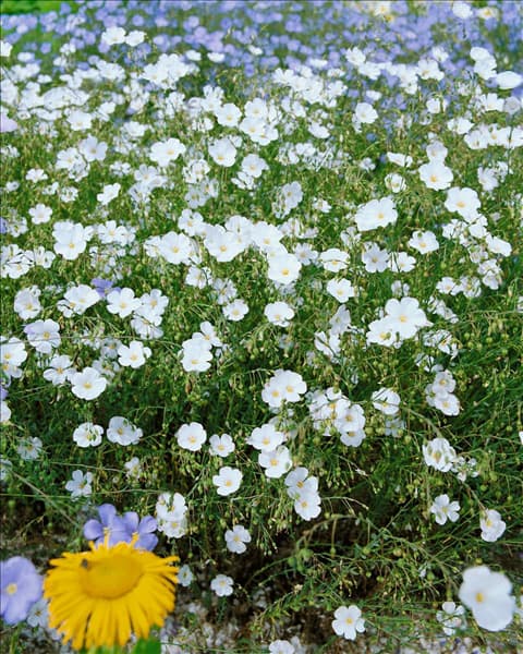 LINUM PERENNE ALBA
