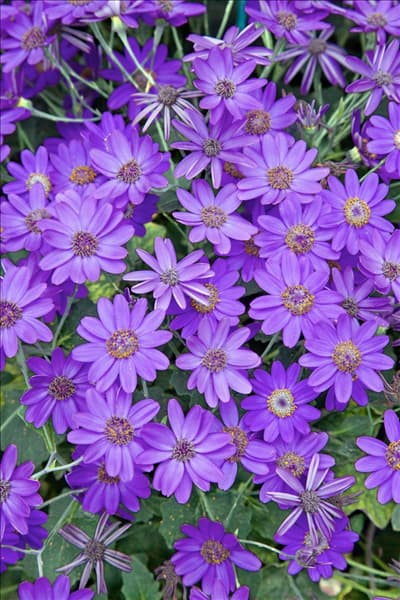 Pericallis Senetti Baby Blue