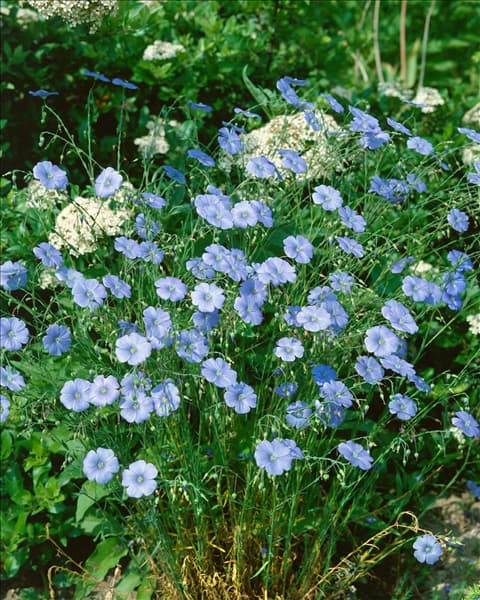LINUM PERENNE / BLUE