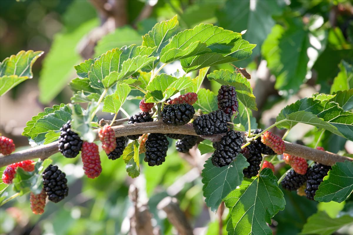 Morus alba